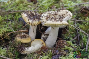 russula ochroleuca (4) (1000 x 667).jpg_product_product_product_product_product_product_product_product